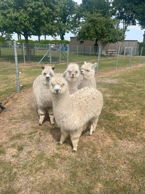 Alpaca merries, Dieren en Toebehoren, Overige Dieren