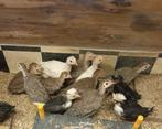 Parelhoenders, Dieren en Toebehoren, Pluimvee, Meerdere dieren, Overige soorten
