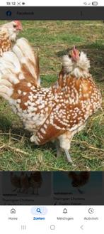 Gezocht türinger baardkriel, Dieren en Toebehoren, Meerdere dieren, Kip