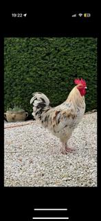 Haan, Dieren en Toebehoren, Pluimvee