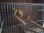 Grasparkieten, Dieren en Toebehoren, Vogels | Parkieten en Papegaaien, Meerdere dieren, Parkiet