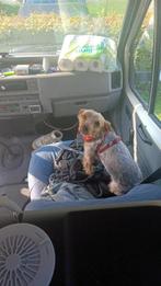 auto, Auto's, Mercedes-Benz, Achterwielaandrijving, Beige, Blauw, Leder