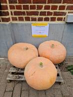 pompoen bio (voor soep of halloween), Tuin en Terras, Planten | Tuinplanten, Ophalen