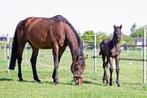 Goede KWPN dressuur fokmerrie te koop, Dieren en Toebehoren, Paarden, Merrie, Gechipt, Dressuurpaard, L