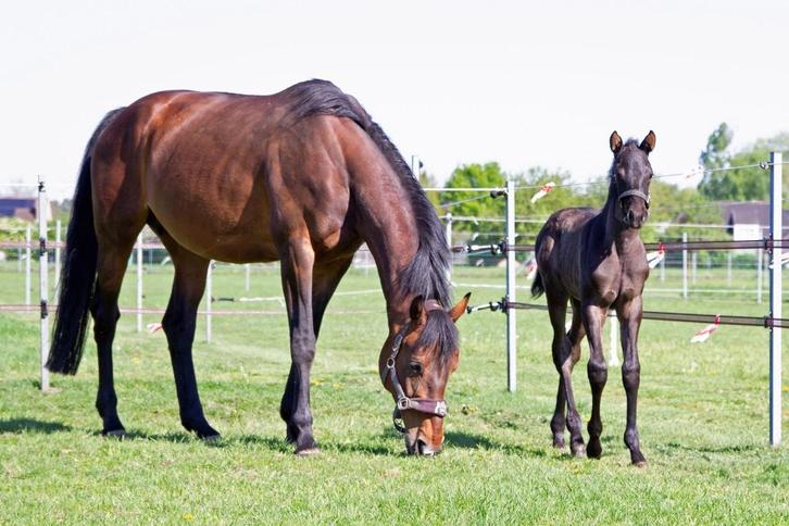 Goede KWPN dressuur fokmerrie te koop, Dieren en Toebehoren, Paarden, Merrie, L, 165 tot 170 cm, 11 jaar of ouder, Dressuurpaard
