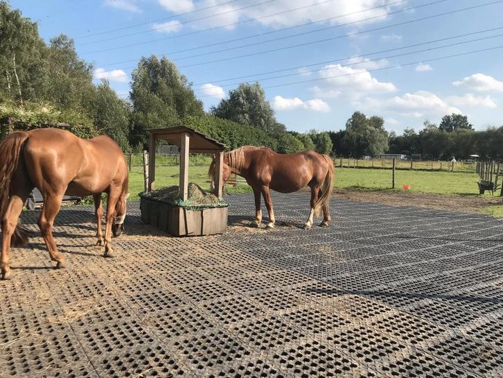 Mudcontrol weidematten OP VOORRAAD, Dieren en Toebehoren, Stalling en Weidegang, Stalling, 2 of 3 paarden of pony's
