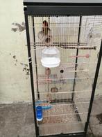 Kooi met vogel, Dieren en Toebehoren, Vogels | Parkieten en Papegaaien, Mannelijk, Dwergpapegaai of Agapornis