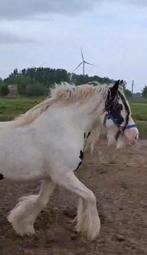 Tinker, Dieren en Toebehoren, Paarden, Merrie, Zadelmak, Gechipt, 3 tot 6 jaar