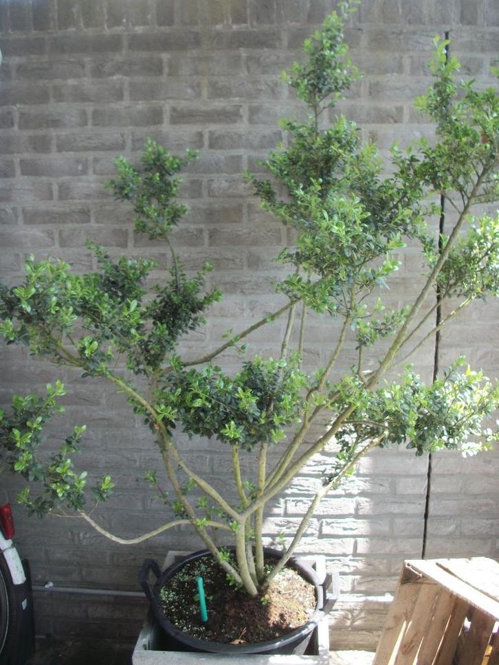 Oude Ilex meerstammige is bonsai model ondertussen genoeid, Tuin en Terras, Planten | Bomen, Overige soorten, 100 tot 250 cm, Volle zon