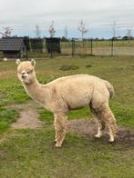 Mooi groepje alpaca’s te koop!, Dieren en Toebehoren, Overige Dieren, Februari, Meerdere dieren