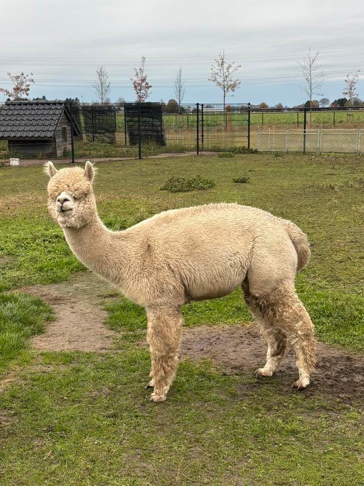 Mooi groepje alpaca’s te koop!, Dieren en Toebehoren, Overige Dieren, Meerdere dieren, Februari