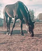 Knappe hengst te koop!, Dieren en Toebehoren, Paarden