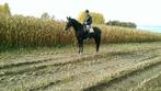 Merrie - BWP - Goede afstamming, Merrie