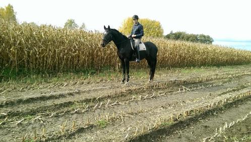 Merrie - BWP - Goede afstamming, Dieren en Toebehoren, Paarden, Merrie