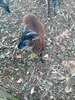 Soay ramlam, Dieren en Toebehoren, Schapen, Geiten en Varkens, Mannelijk, Schaap, 0 tot 2 jaar