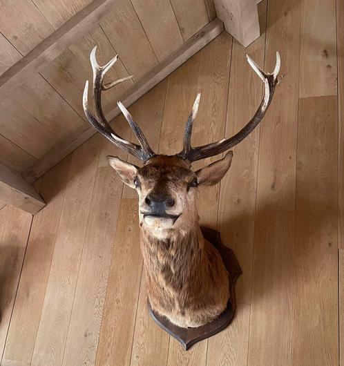 Très belle grosse tête de cerf en peluche, Collections, Collections Animaux, Utilisé, Bois ou Tête, Cerf, Enlèvement ou Envoi