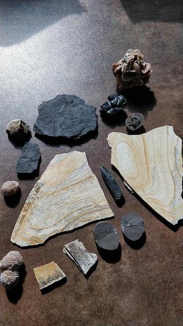 Collection de fossiles
