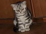 Brits korthaar, Poes, Gechipt, 0 tot 2 jaar