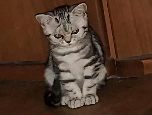 Brits korthaar, Dieren en Toebehoren, Katten en Kittens | Raskatten | Korthaar, Poes, 0 tot 2 jaar, Gechipt, Ontwormd, Ingeënt
