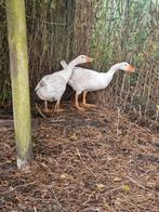 Jonge ganzen te koop, Dieren en Toebehoren, Meerdere dieren, Gans of Zwaan