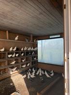 Duiven te koop (40/50 stuks), Dieren en Toebehoren