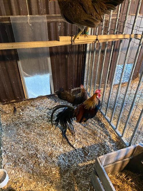 Koppel Onagadori, Dieren en Toebehoren, Pluimvee, Kip, Meerdere dieren