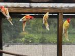 Rosella Parkieten 2025, Dieren en Toebehoren, Vogels | Parkieten en Papegaaien, Meerdere dieren, Parkiet, Geringd