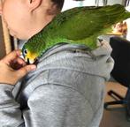 Super mega tamme amazone papagaai 12 weken, Geslacht onbekend, Papegaai, Pratend