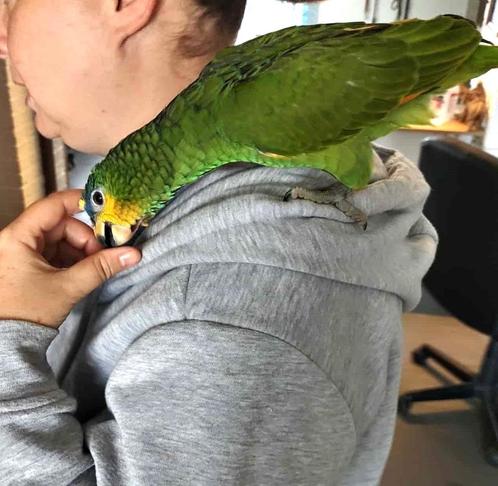 Super mega tamme amazone papagaai 13 weken, Dieren en Toebehoren, Vogels | Parkieten en Papegaaien, Papegaai, Geslacht onbekend