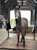 2jaargse ruin te kop, Dieren en Toebehoren, Paarden, Ruin