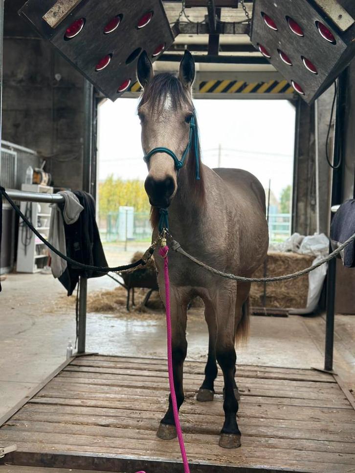 2jaargse ruin te kop, Dieren en Toebehoren, Paarden, Ruin