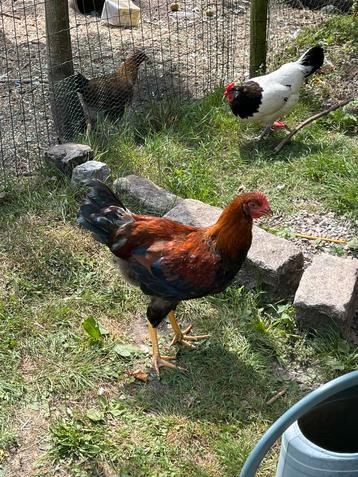 Welsumer haantjes te koop, Mâle, Poule ou poulet