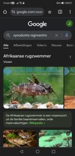 2 Afrikaanse rugzwemmers, Dieren en Toebehoren, Vissen | Aquariumvissen, Vis, Zoetwatervis