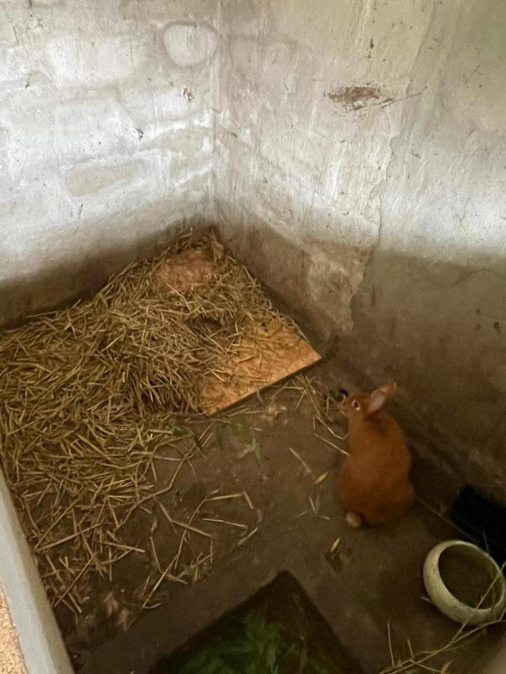 Vaal de Bourgondie, Dieren en Toebehoren, Konijnen
