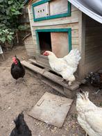 Brahma mini kip, Dieren en Toebehoren, Kip