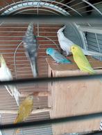 Vogels, Parkiet