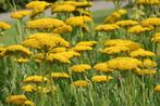 Achillea soorten, Ophalen