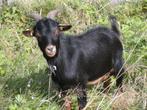 dwerggeiten bokje black and tan, Dieren en Toebehoren, Schapen, Geiten en Varkens, Mannelijk, Geit, 0 tot 2 jaar