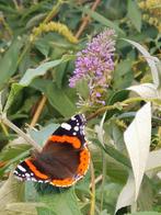 Vlinderstruik, Tuin en Terras, Ophalen of Verzenden