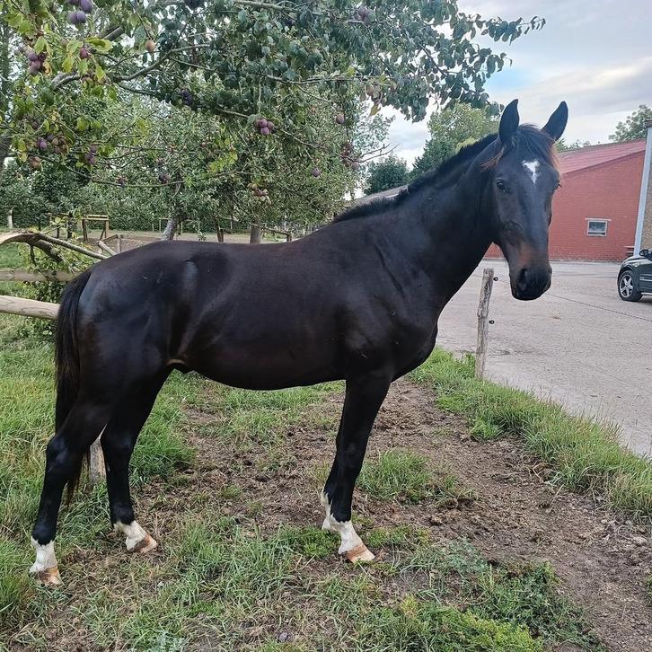 Bijna 3 jarige hengst van Diamond van de Breemeersen, Dieren en Toebehoren, Paarden, Hengst, Onbeleerd, 165 tot 170 cm, 3 tot 6 jaar