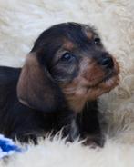 Chiots teckel, Chien (mâle), Belgique, Poils durs, Plusieurs