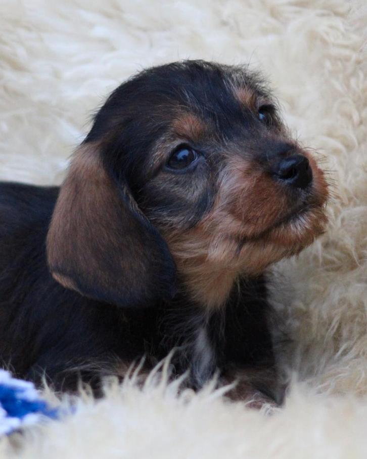 Teckel pups, Dieren en Toebehoren, Honden | Teckels en Dashonden, Reu, Ruwhaar, Dwerg, Fokker | Professioneel, Meerdere, België