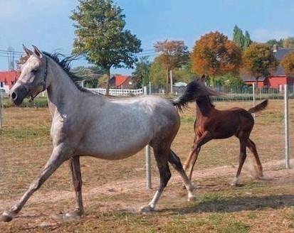 Bijna 4-jarige Merrie met mooi quarter-mix veulen hengstje, Dieren en Toebehoren, Pony's, Merrie