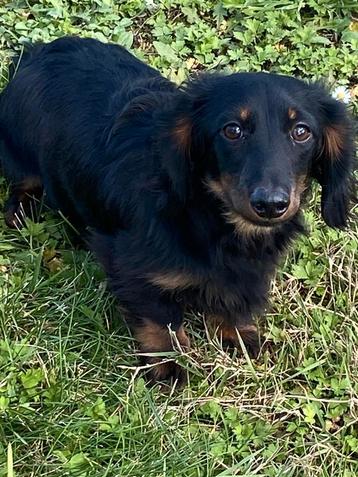 Langharig dwergteckel reuke beschikbaar voor biedingen