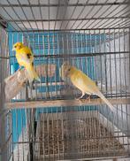 Lot canari, Ophalen, Gebruikt, Metaal, Broedkooi of Kweekkooi