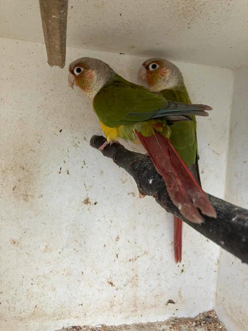 MOOIE KLEUREN PYRRHURA S VANAF 100 EURO/KOPPEL, Dieren en Toebehoren, Vogels | Parkieten en Papegaaien, Papegaai, Meerdere dieren