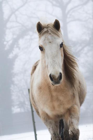 Gezocht hulp gezocht voor paardenstal