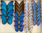Morpho vlinders, Ophalen of Verzenden