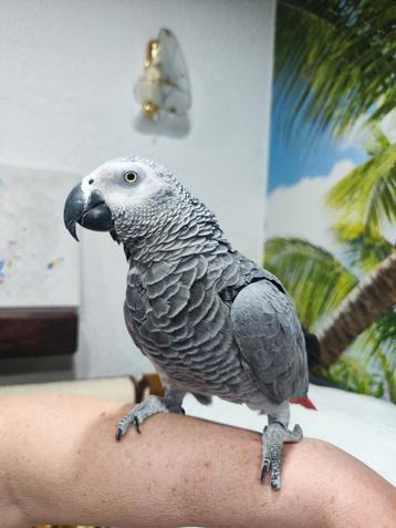 Gris de Gabon mâle  beschikbaar voor biedingen