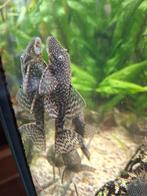 Ancistrus Algeneter, Dieren en Toebehoren, Vissen | Aquariumvissen, Vis, Zoetwatervis, Schoolvis